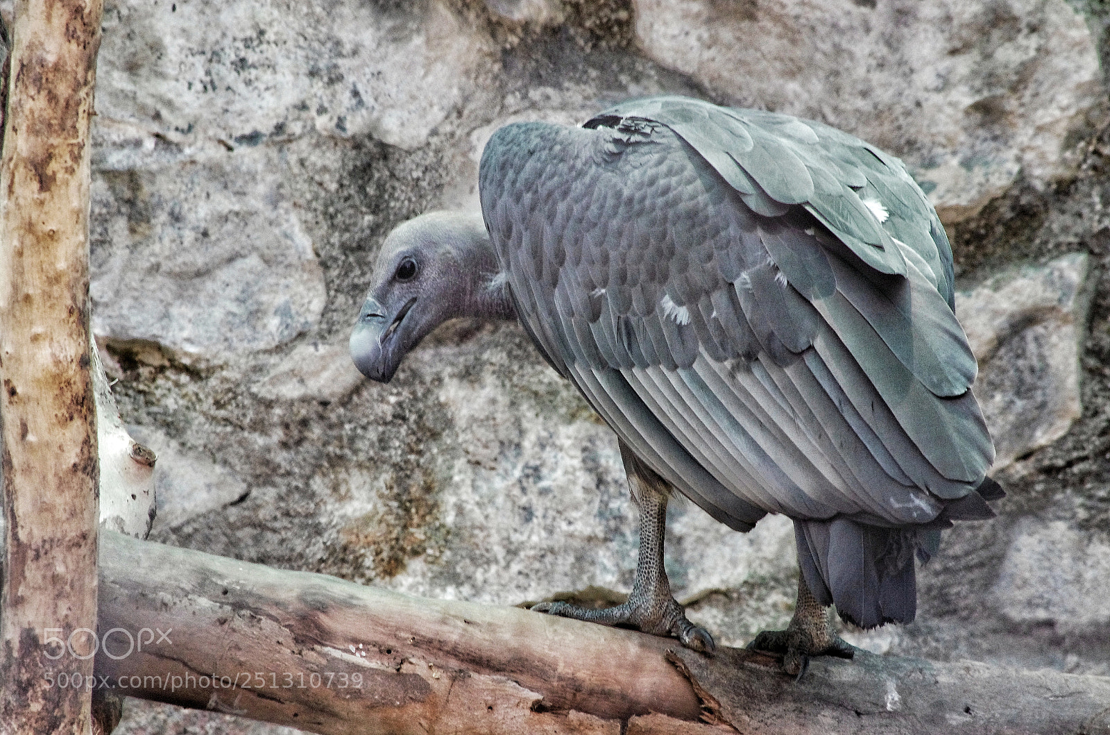 Pentax K-5 IIs sample photo. Bengal vulture photography