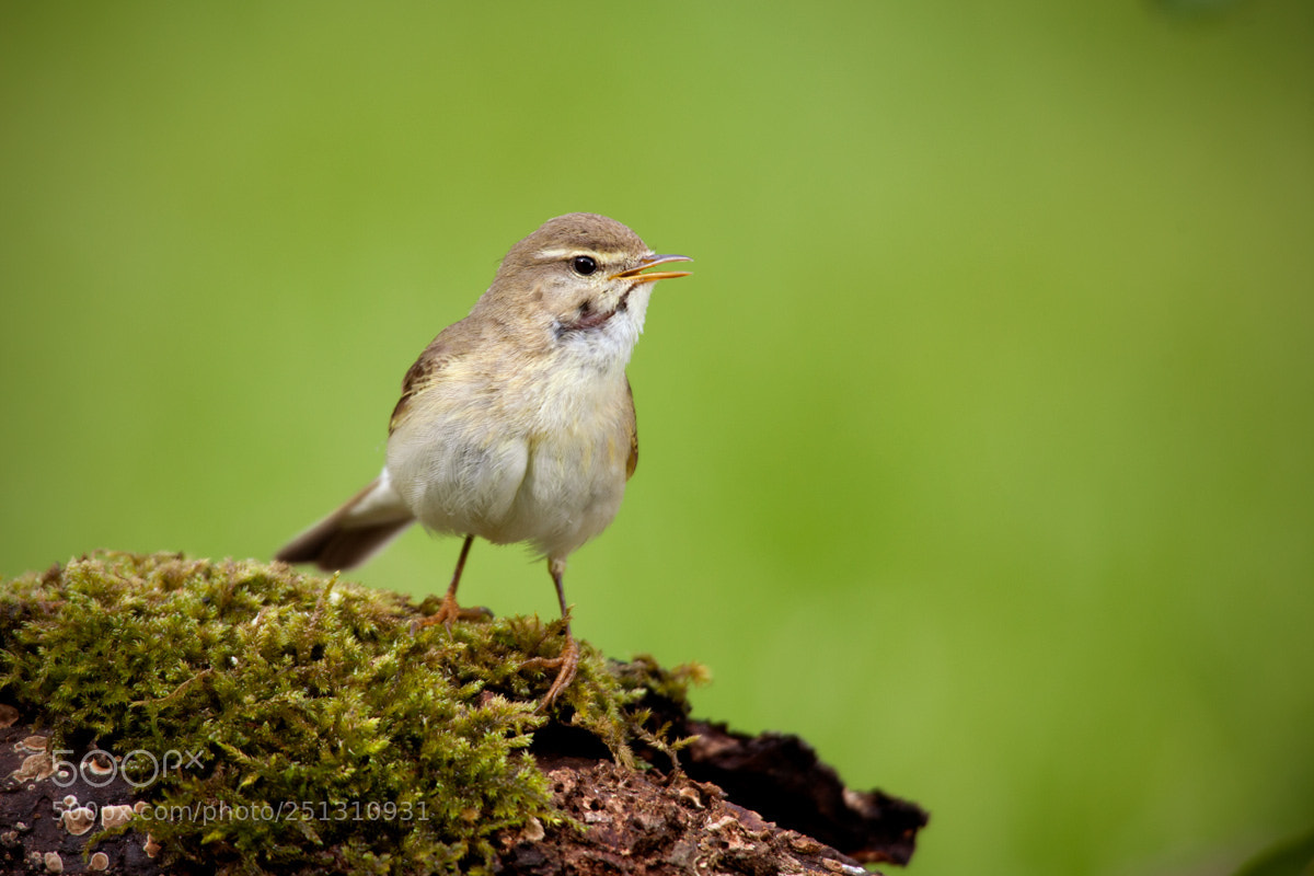 Canon EOS 5D Mark II sample photo. Phylloscopus trochilus, willow warbler photography