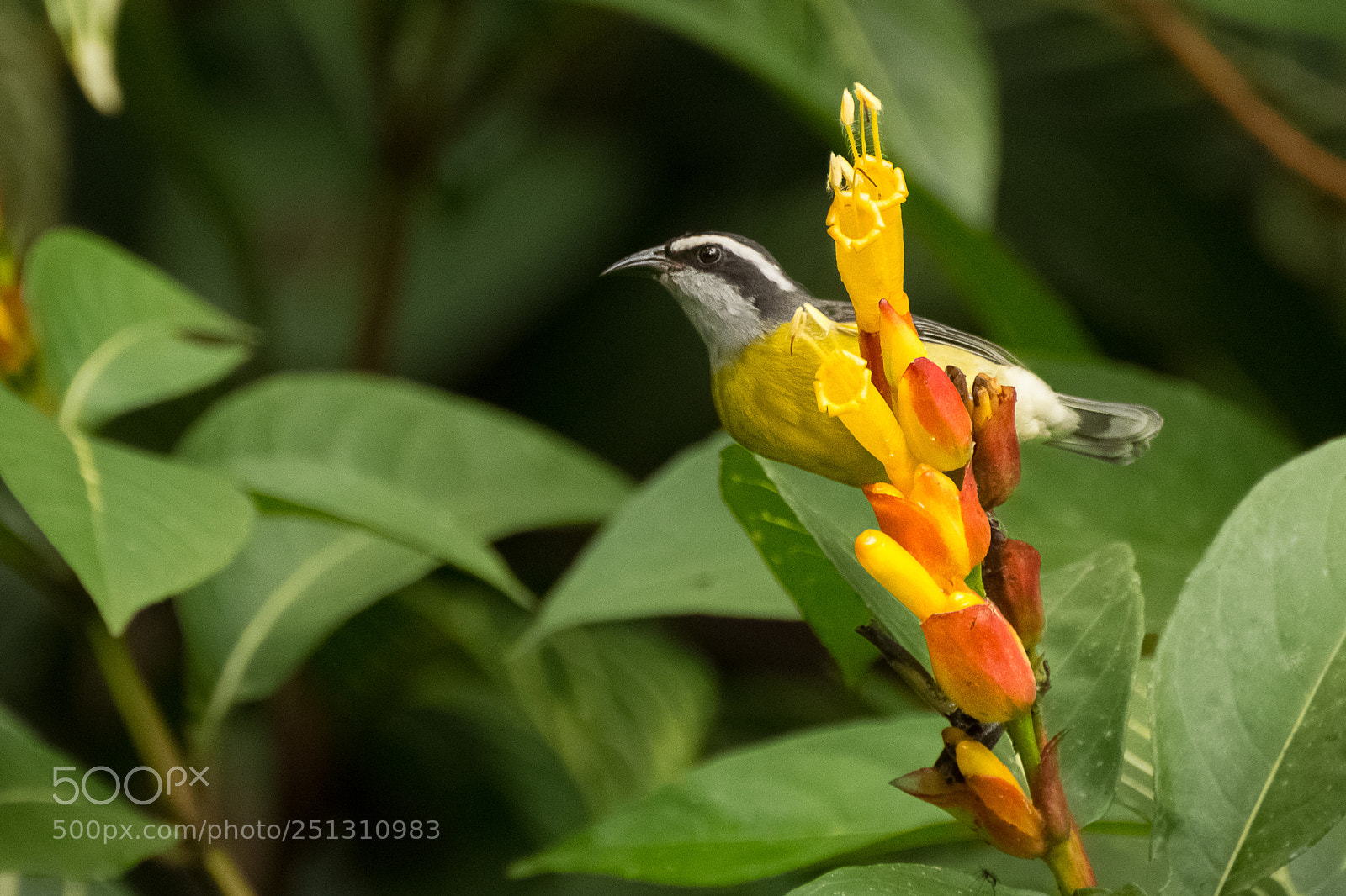 Nikon D7200 sample photo. Bananaquit |cambacica (coereba flaveola) photography