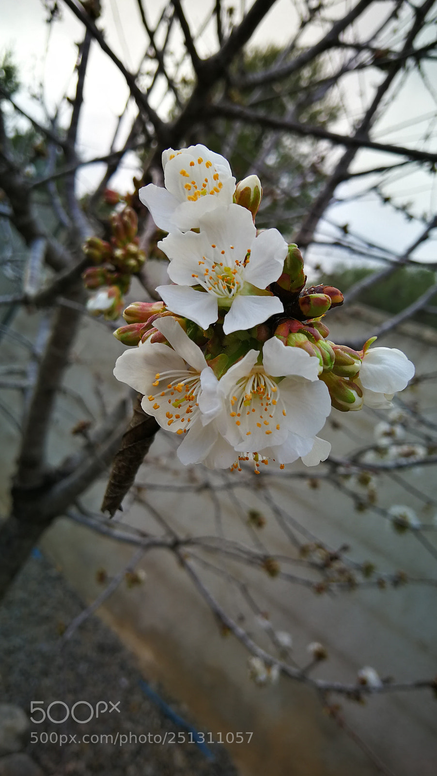 HUAWEI Mate 9 sample photo. Untitled photography