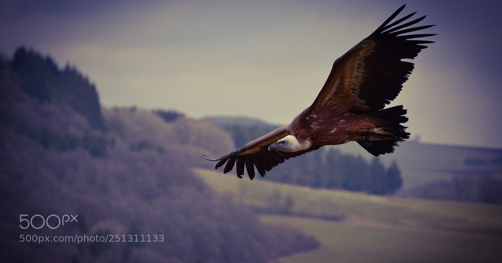 Nikon D3100 sample photo. Bird photography