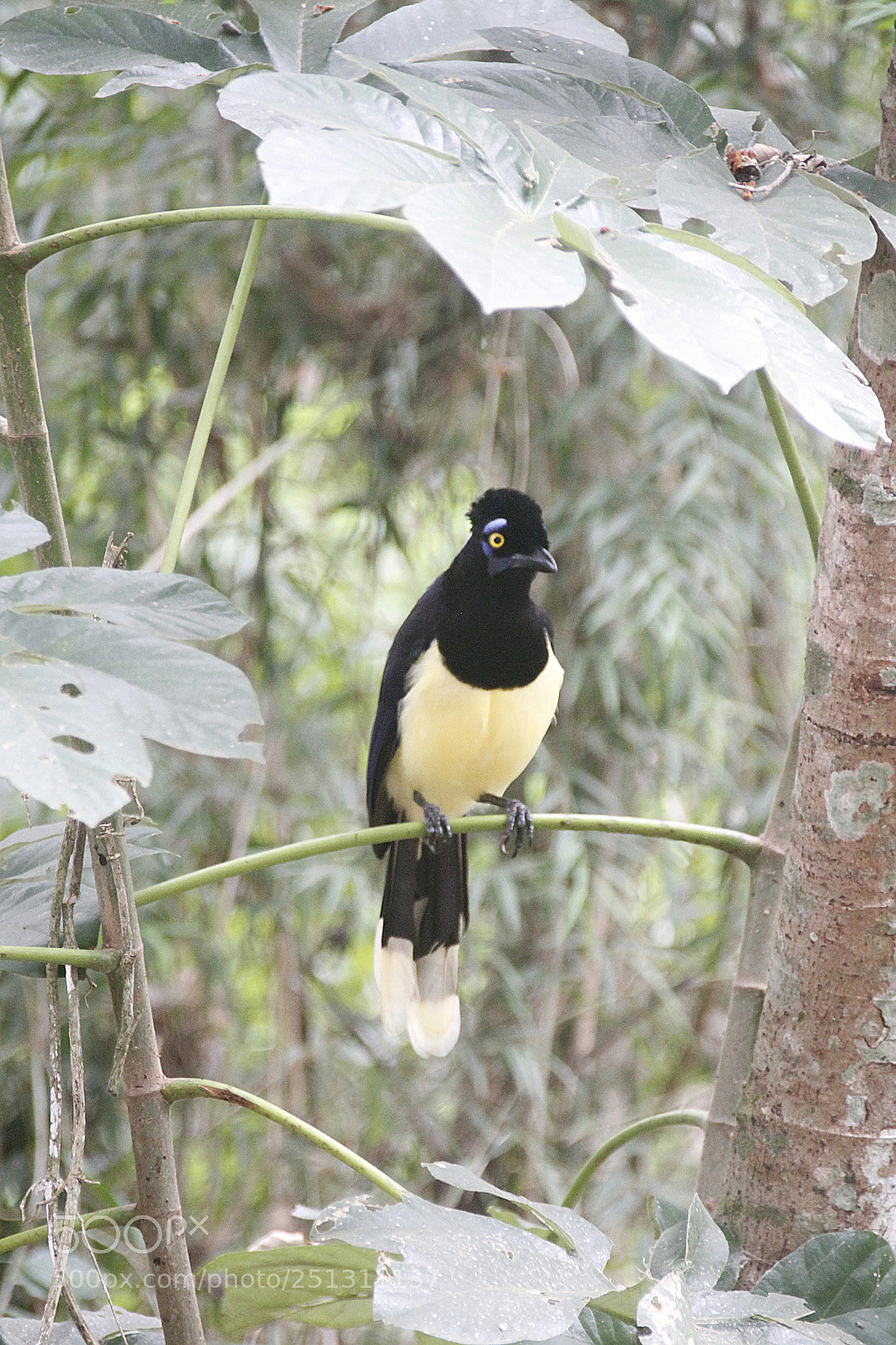 Canon EOS 7D sample photo. Urraca, cataratas del iguaz photography