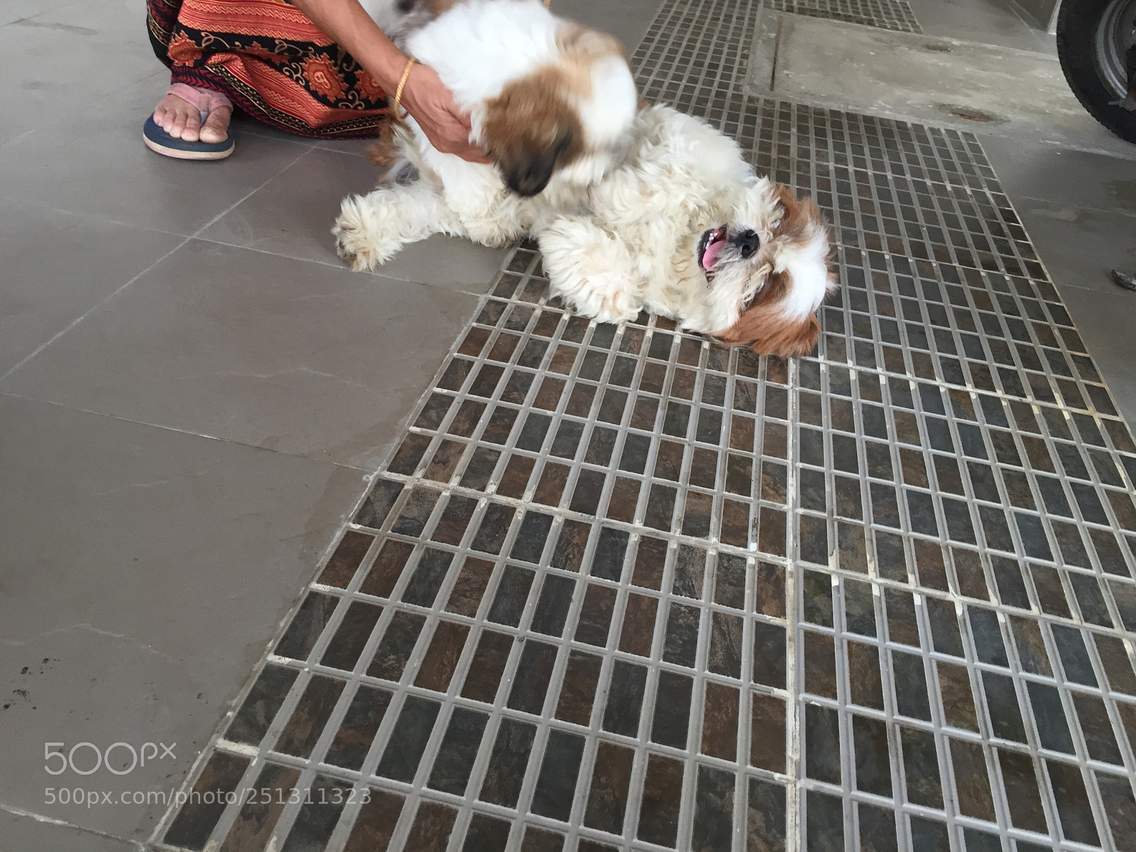 Apple iPhone 6 sample photo. Dogs love
 photography