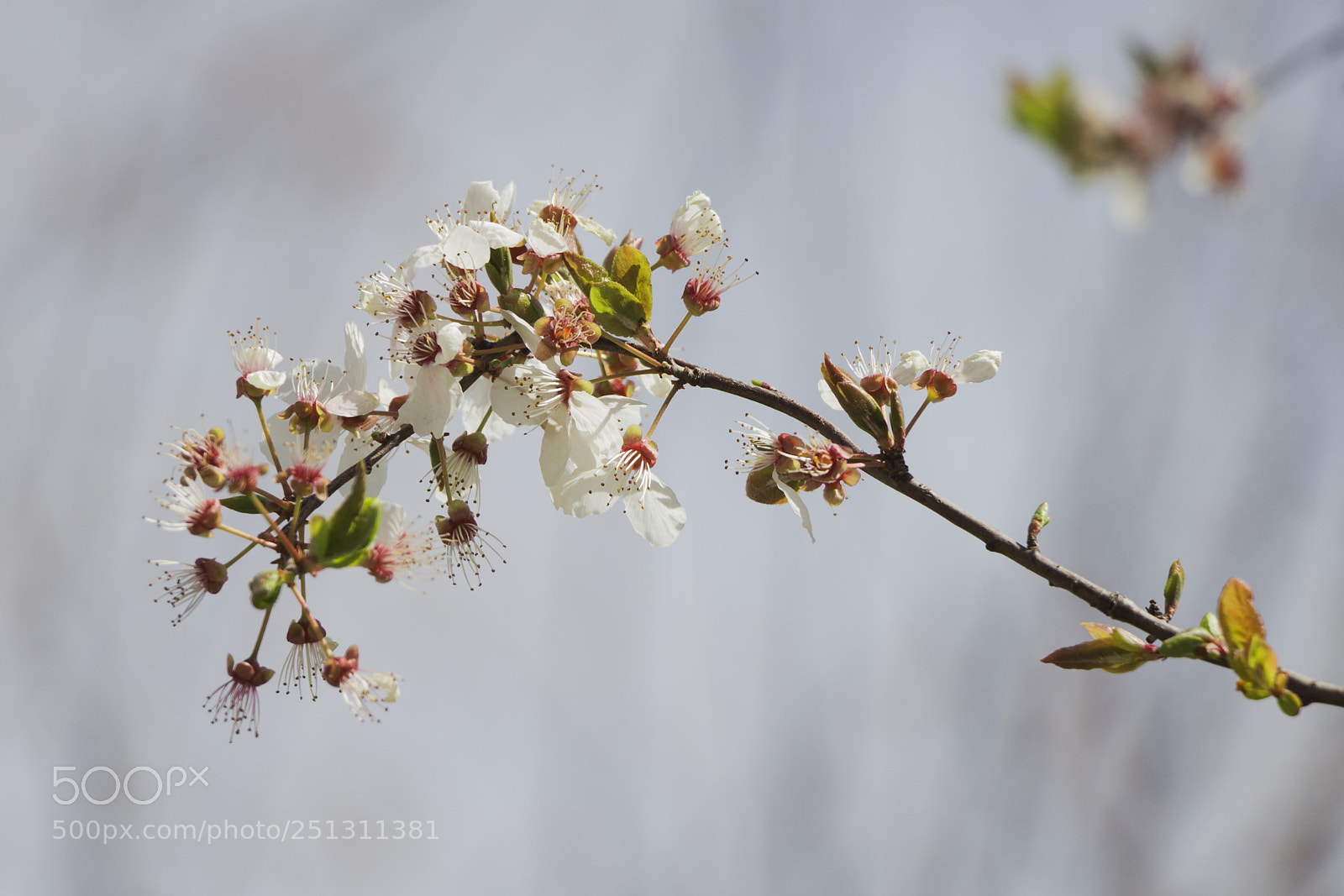 Canon EOS 700D (EOS Rebel T5i / EOS Kiss X7i) sample photo. Spring4 photography