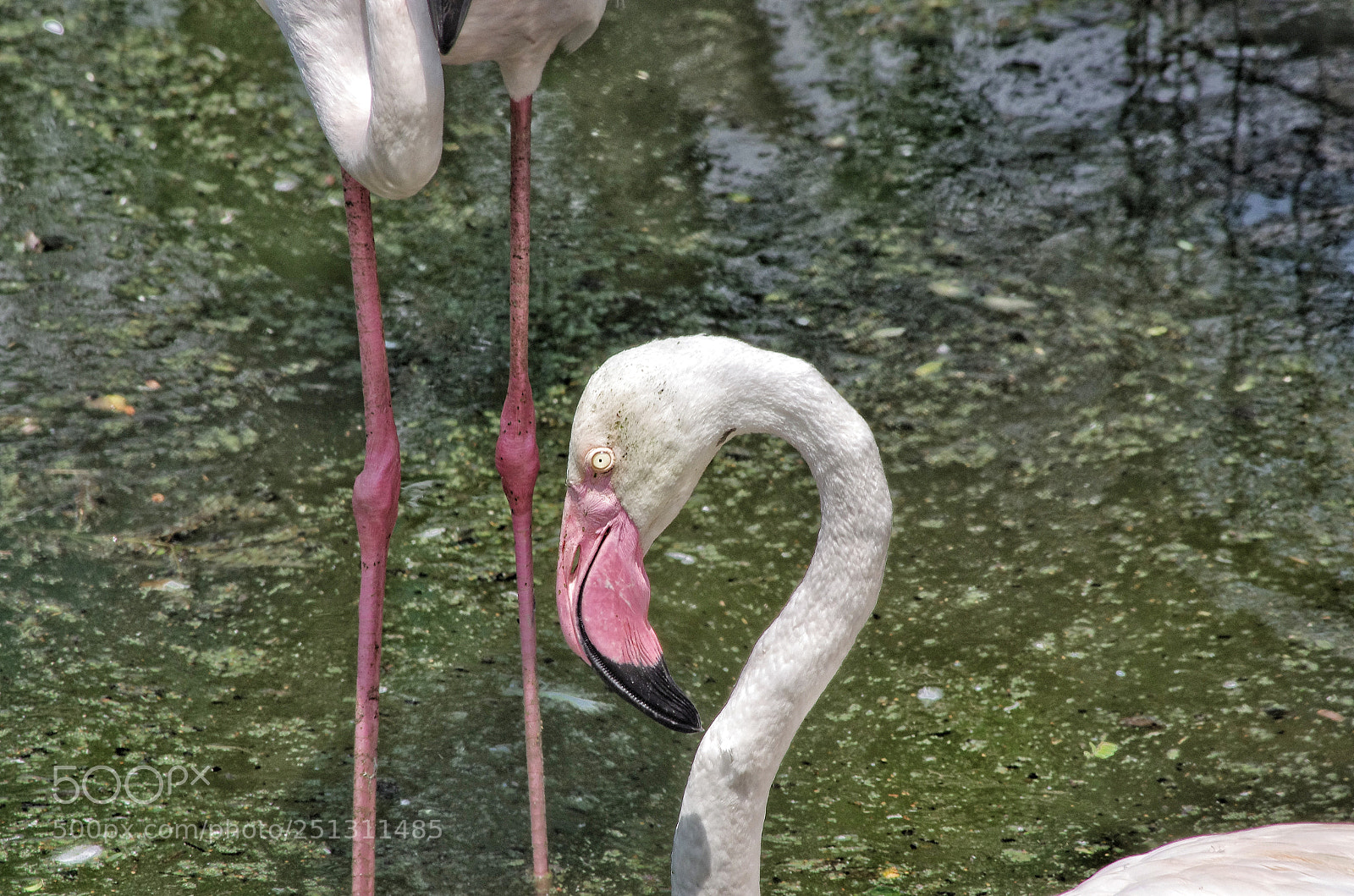Pentax K-5 IIs sample photo. Lesser flamingo photography