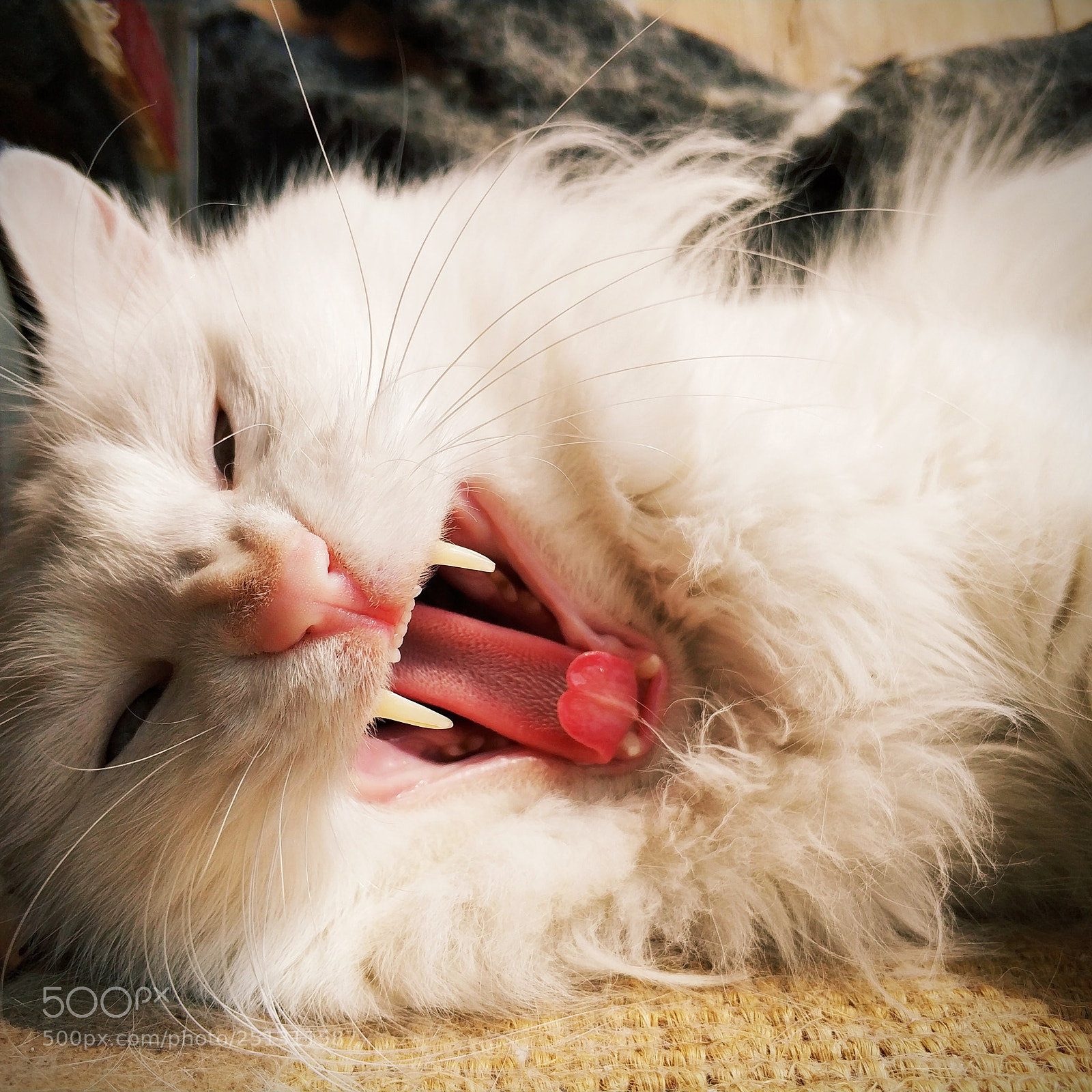 Xiaomi Mi Note 3 sample photo. Cat's afternoon yawn photography