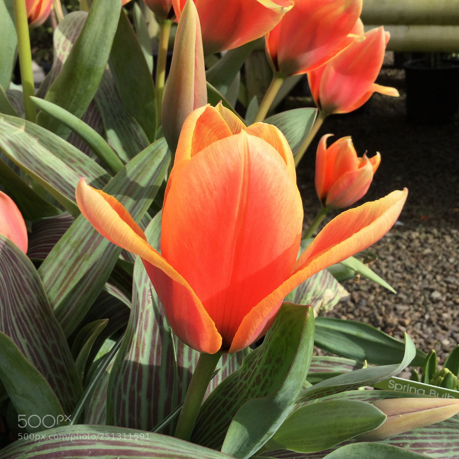 Apple iPod touch sample photo. Spring tulips photography