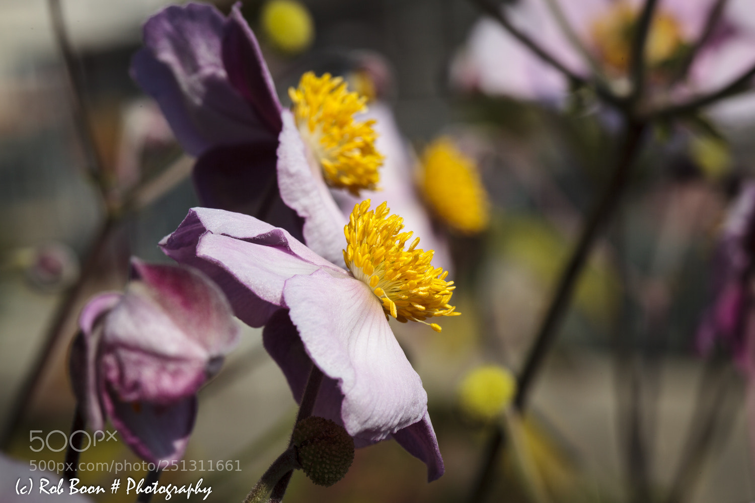 Canon EOS 5D Mark II sample photo. Bosanemoon photography