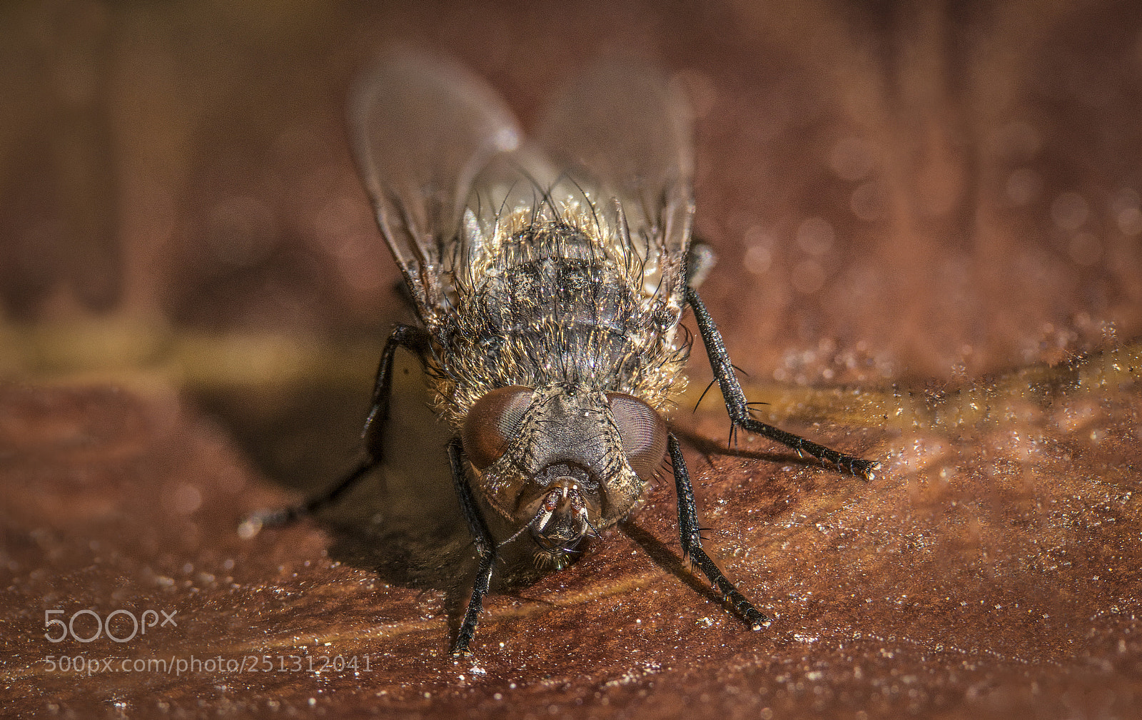 Nikon D610 sample photo. Fly focus stack photography