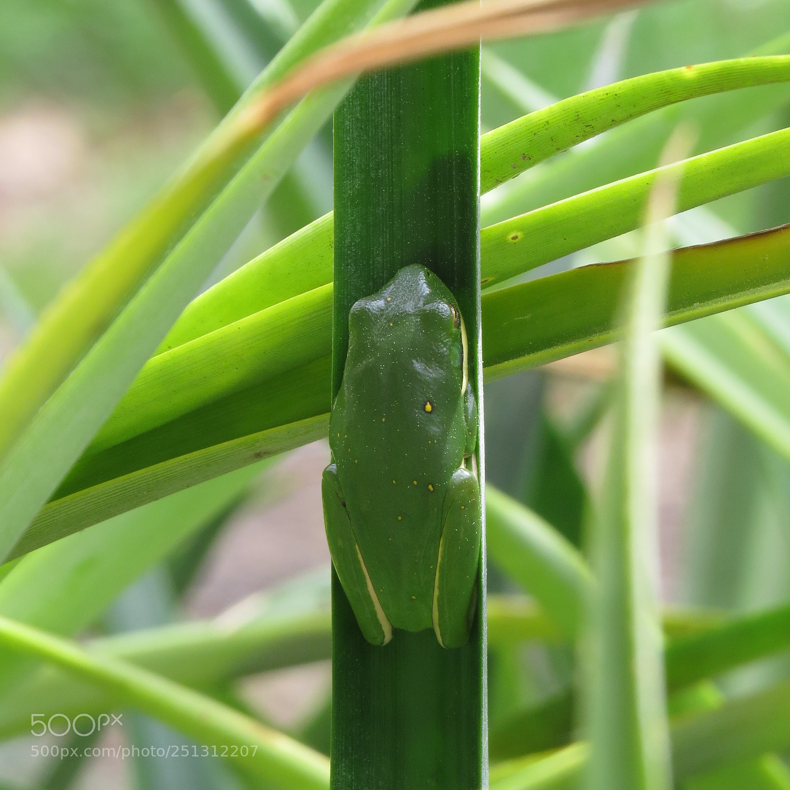 Canon PowerShot SX50 HS sample photo. Green tree frog hyla photography