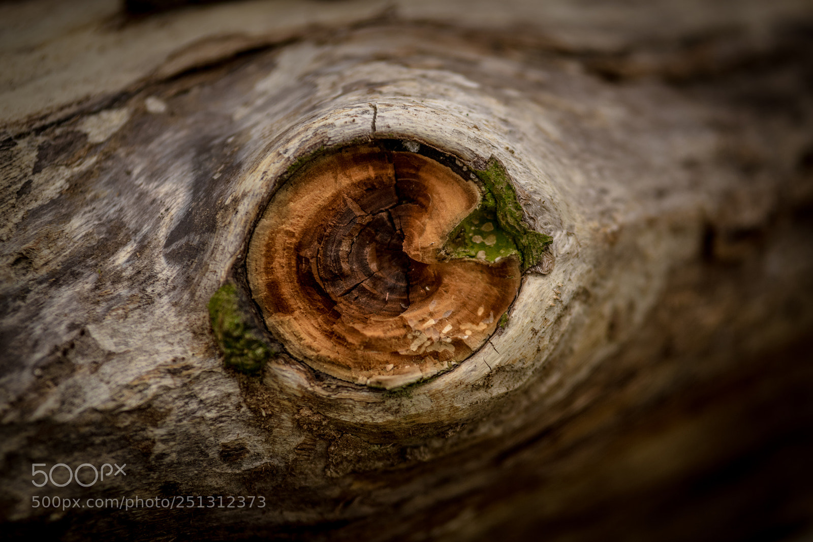 Nikon D5300 sample photo. Wooden eye photography