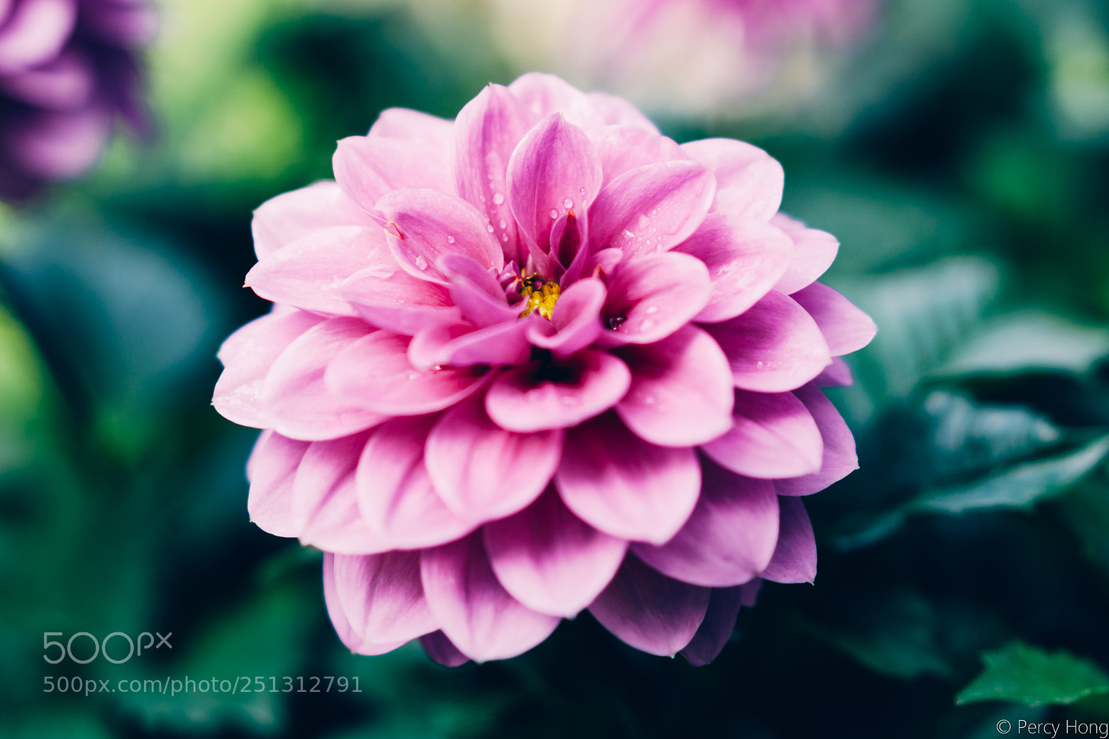 Sony a6000 sample photo. Flower photography