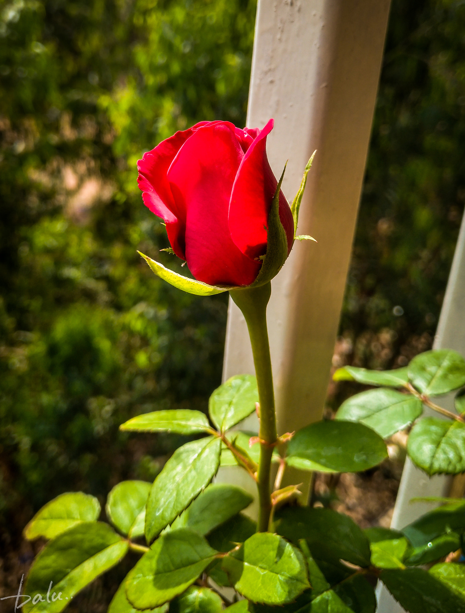 nubia Z11 MINI sample photo. Roz photography