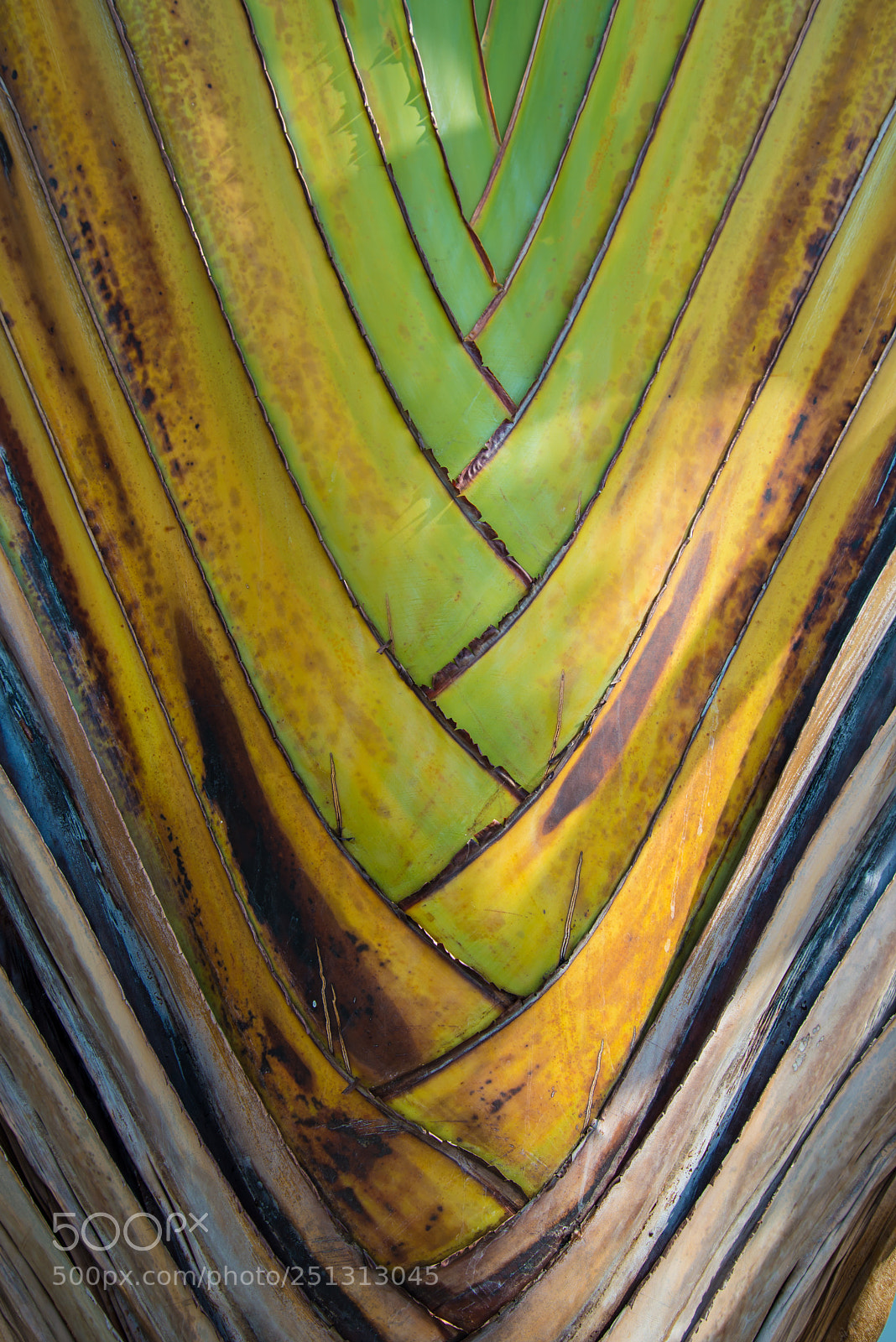 Nikon D600 sample photo. Branches of a tree. photography