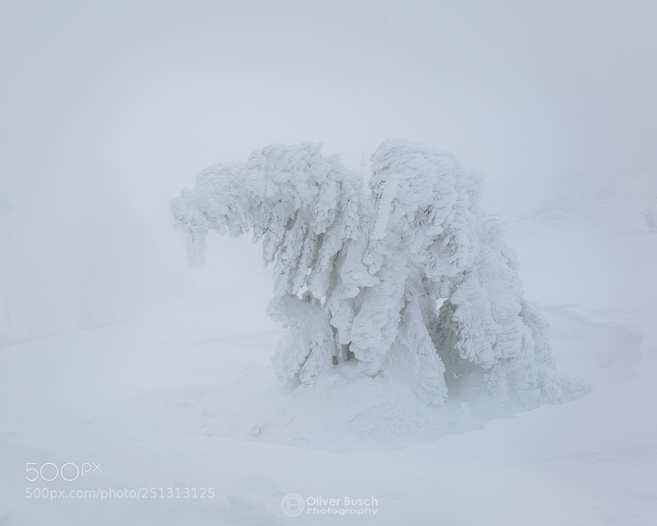 Sony a7R II sample photo. White walkers photography