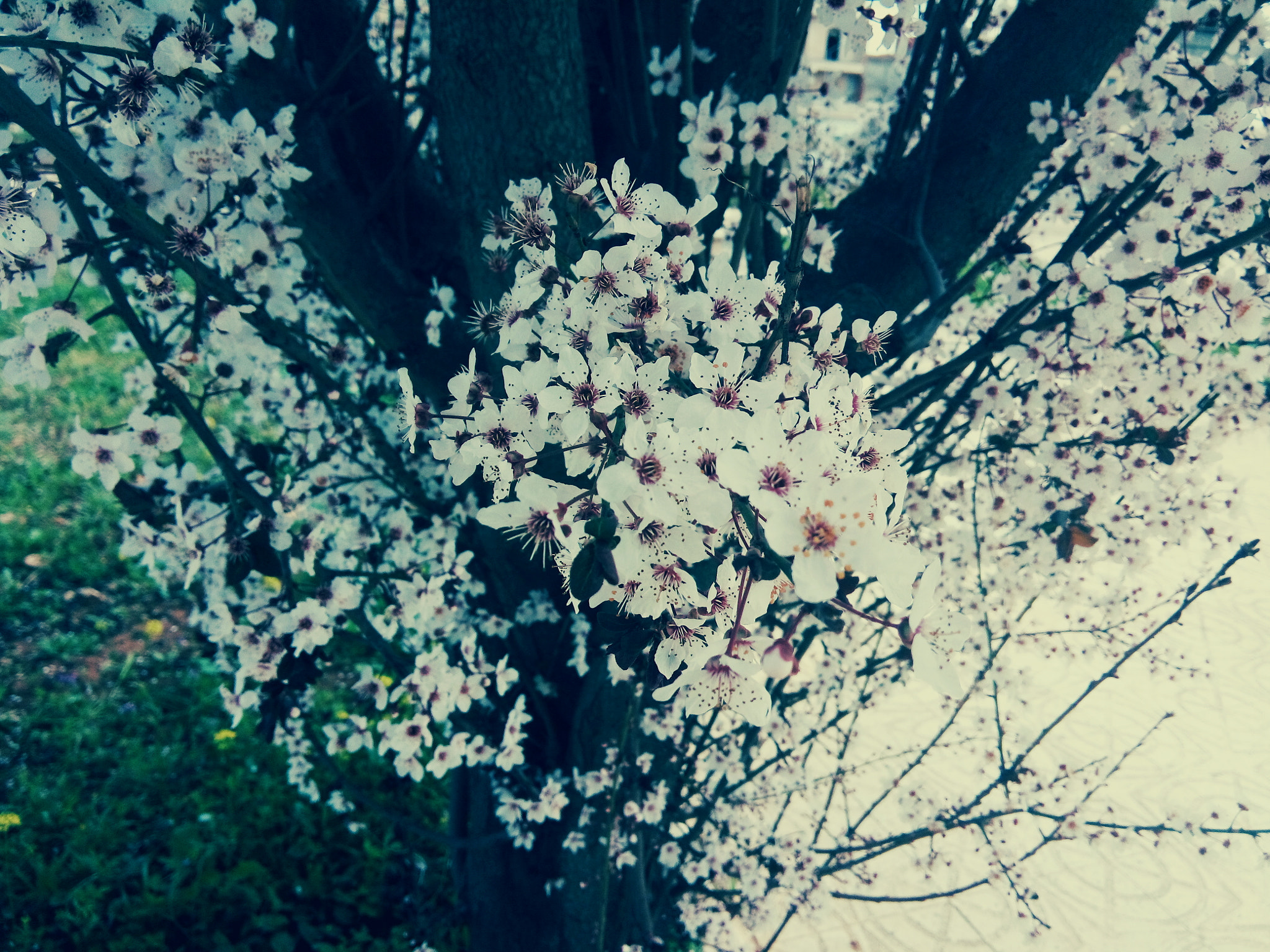 condor Plume P6 Pro LTE sample photo