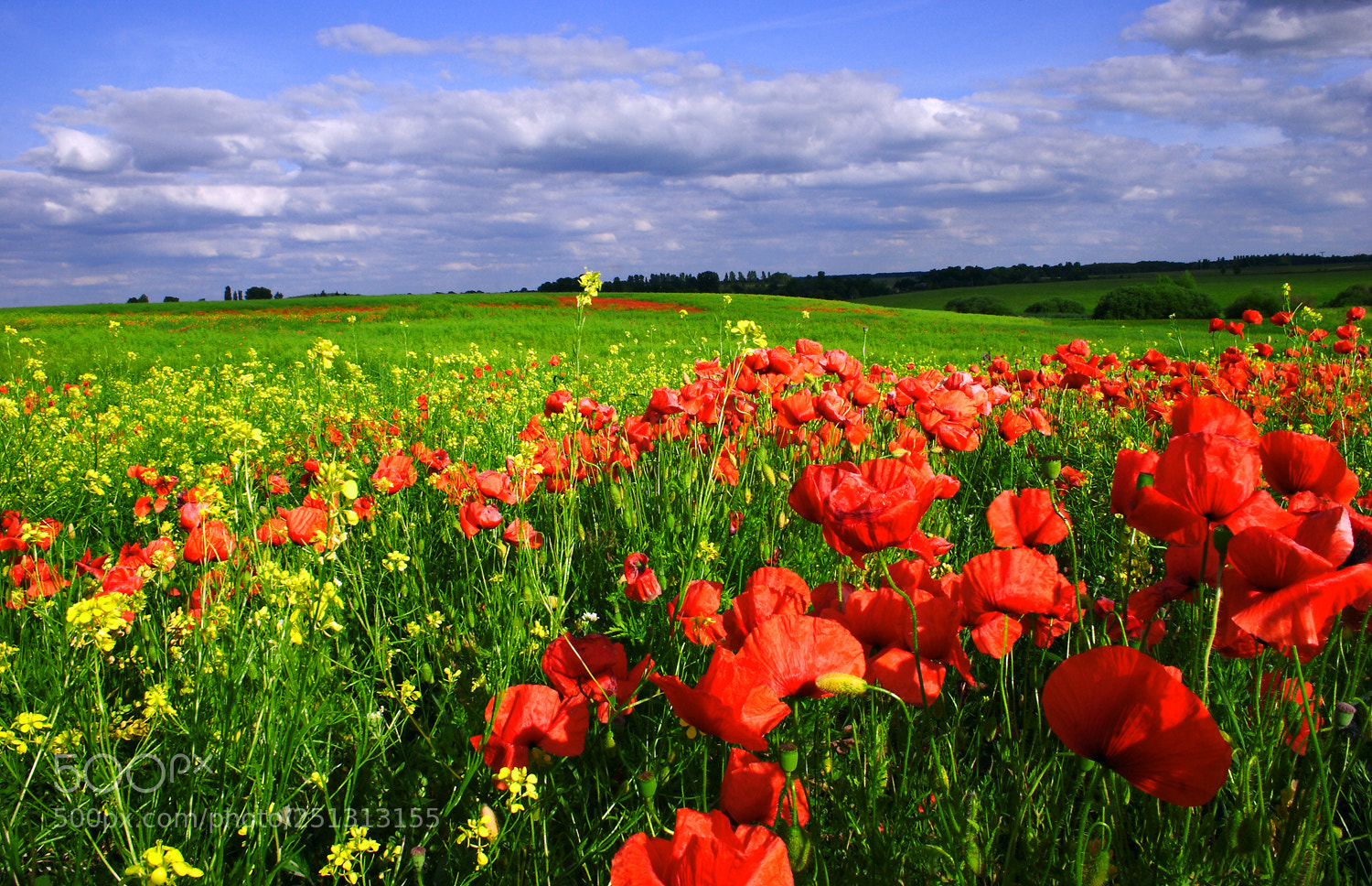 Canon EOS 20D sample photo. Poppy field photography