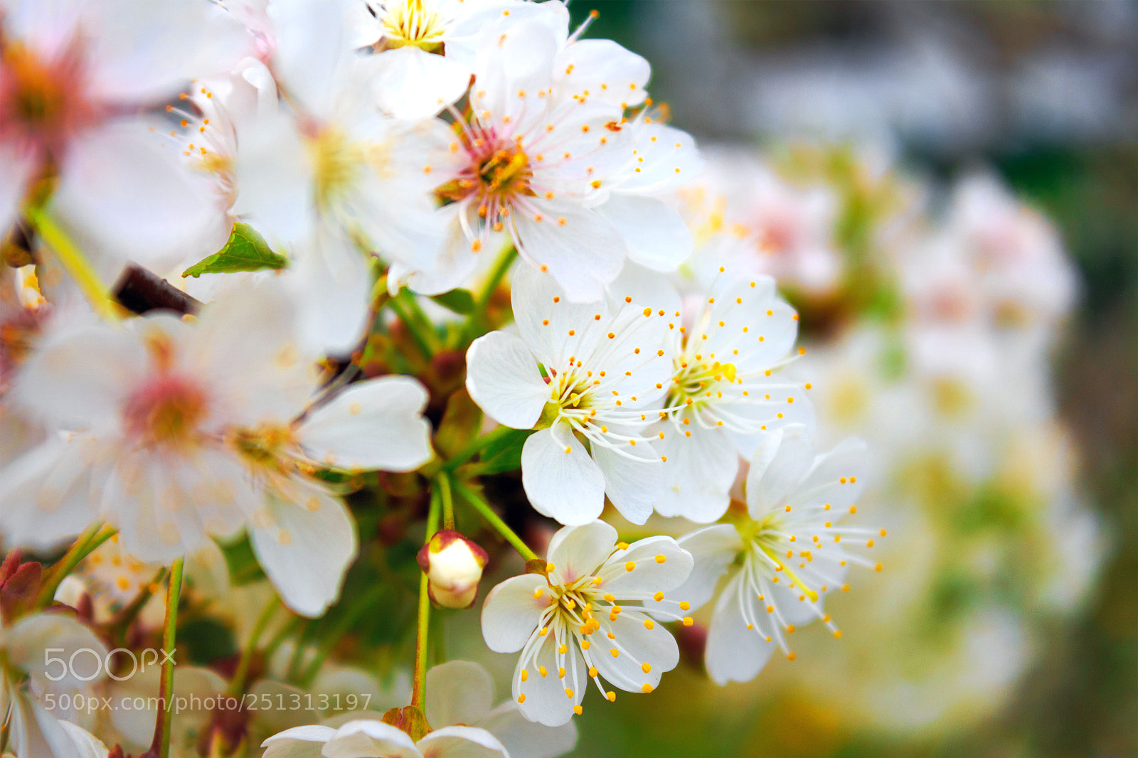Canon EOS 650D (EOS Rebel T4i / EOS Kiss X6i) sample photo. Cherry blossom tree in photography