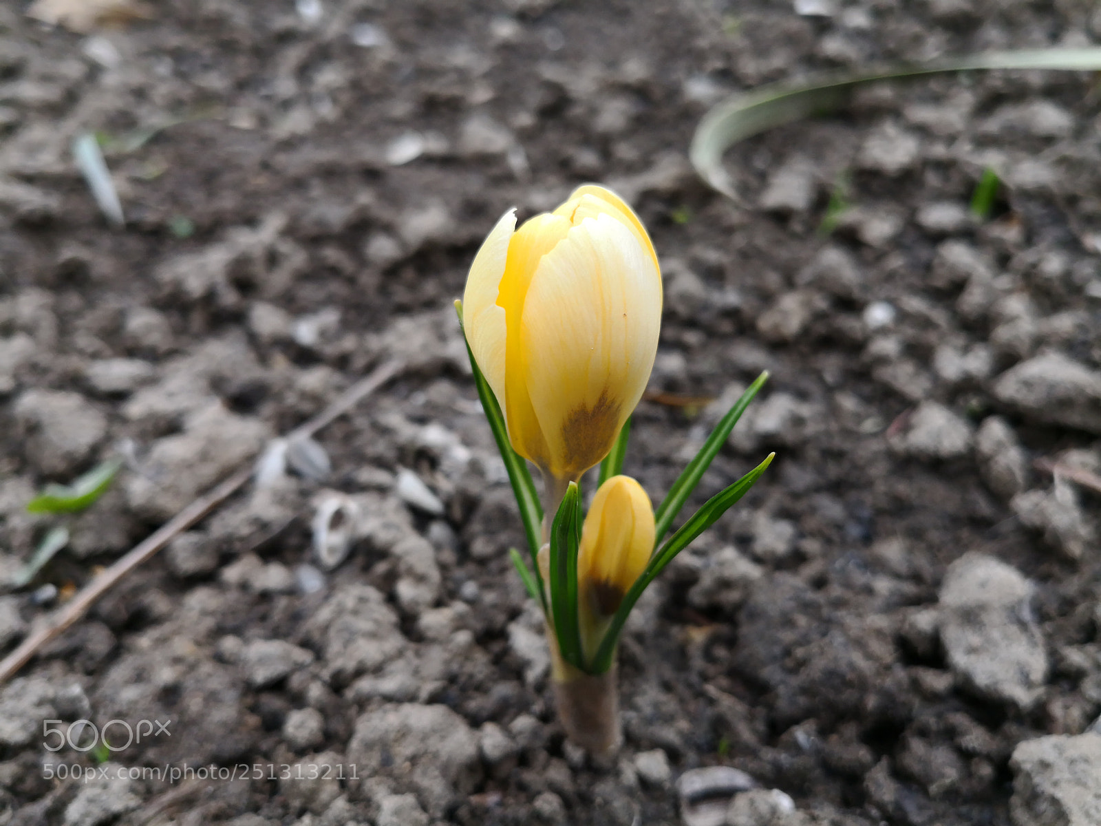 HUAWEI Mate 10 Pro sample photo. Spring is here photography