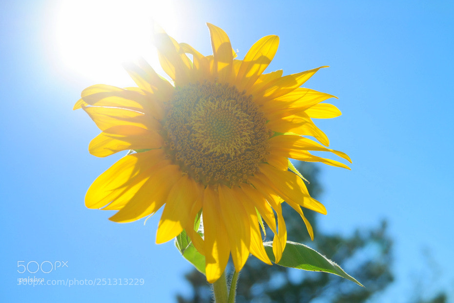 Samsung NX30 sample photo. ... photography