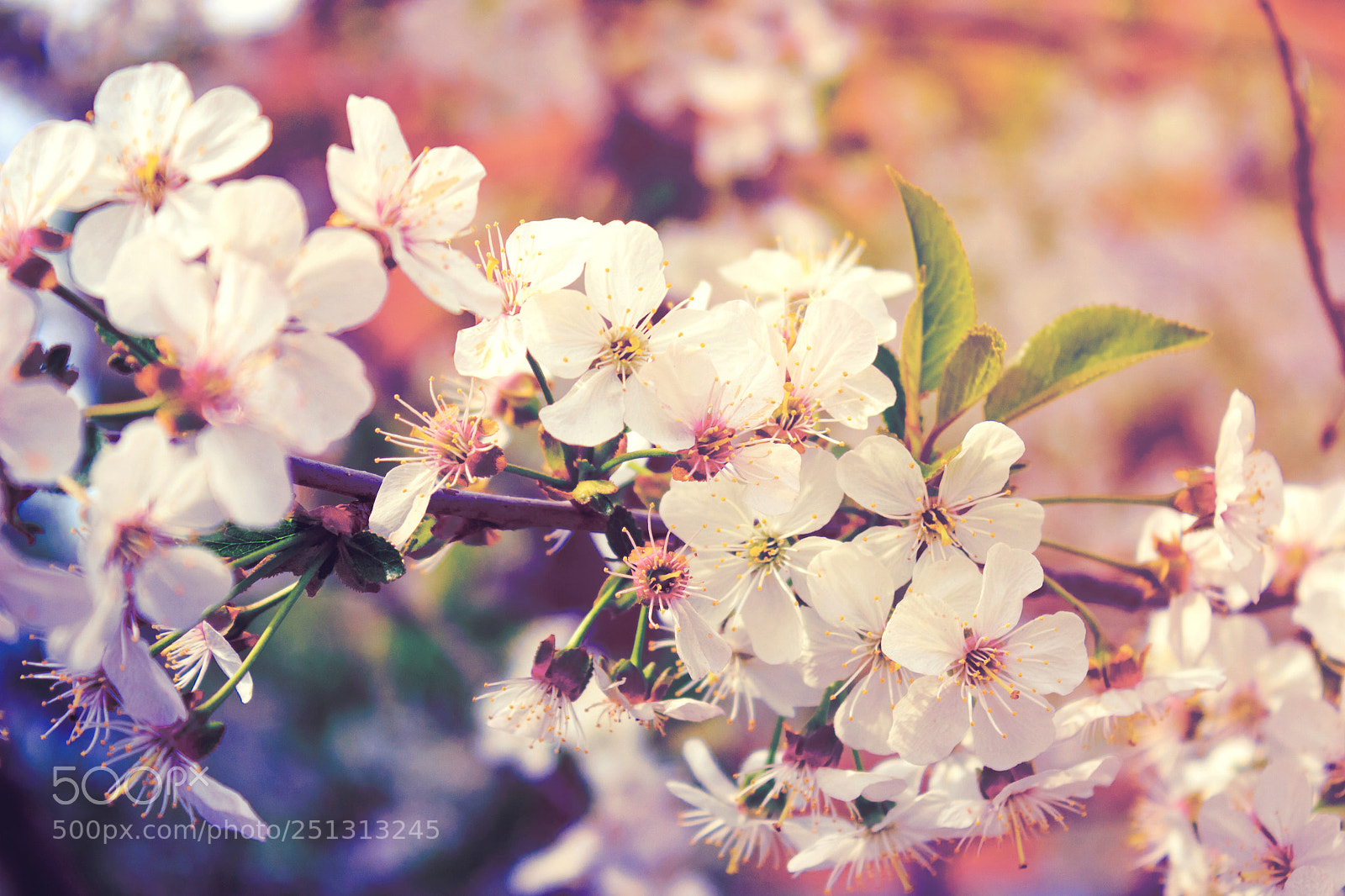 Canon EOS 650D (EOS Rebel T4i / EOS Kiss X6i) sample photo. A branch of cherry photography