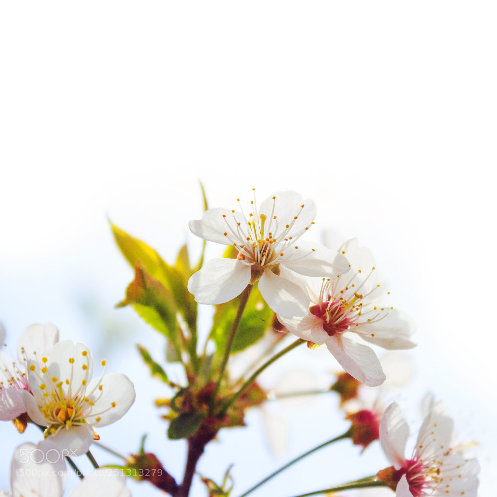 Canon EOS 650D (EOS Rebel T4i / EOS Kiss X6i) sample photo. Flowering apple branch blossom photography