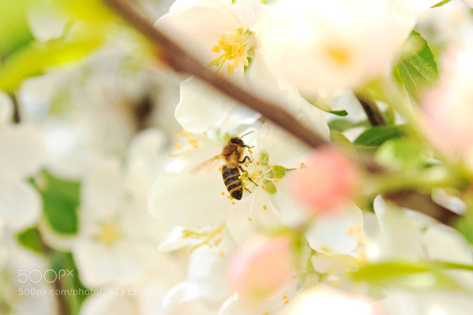 Canon EOS 650D (EOS Rebel T4i / EOS Kiss X6i) sample photo. Bee on a blossoming photography