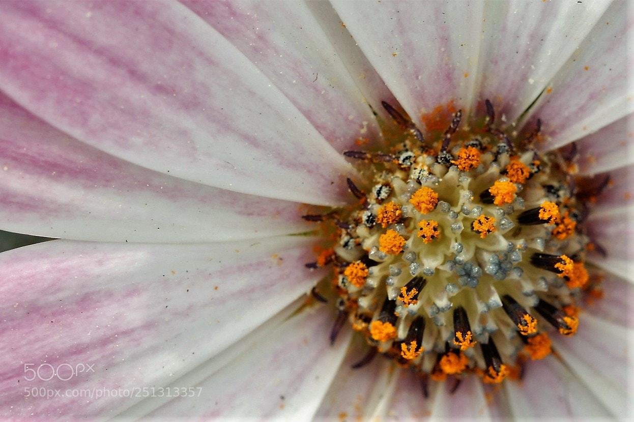 Canon EOS 60D sample photo. Pollen photography