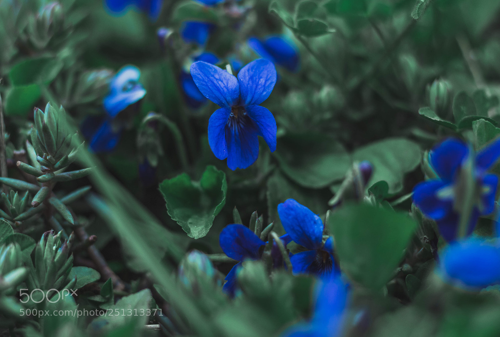 Canon EOS 1300D (EOS Rebel T6 / EOS Kiss X80) sample photo. Violets photography