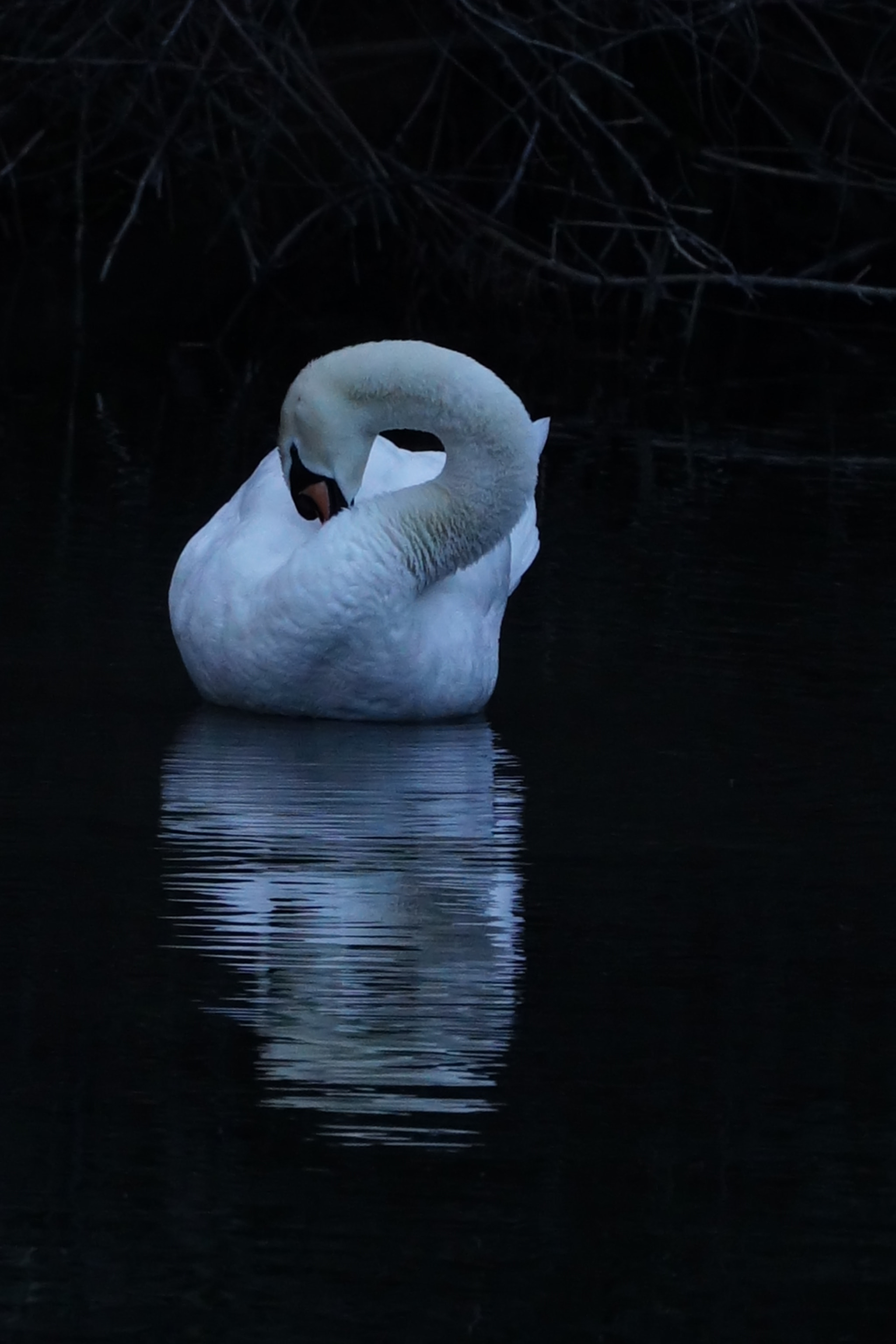 Sony FE 70-300mm F4.5-5.6 G OSS sample photo. Moon light photography