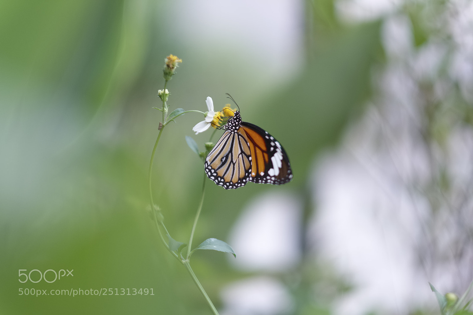 Fujifilm X-T1 sample photo. Small butterfly photography