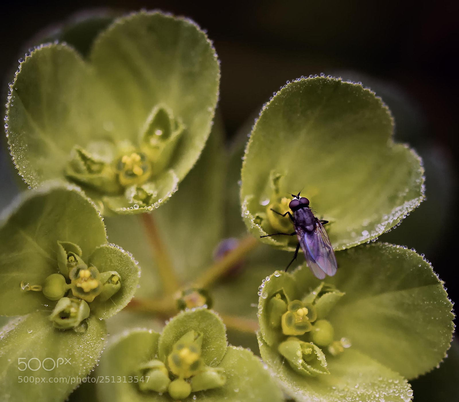 Nikon D7200 sample photo. Purple fly photography