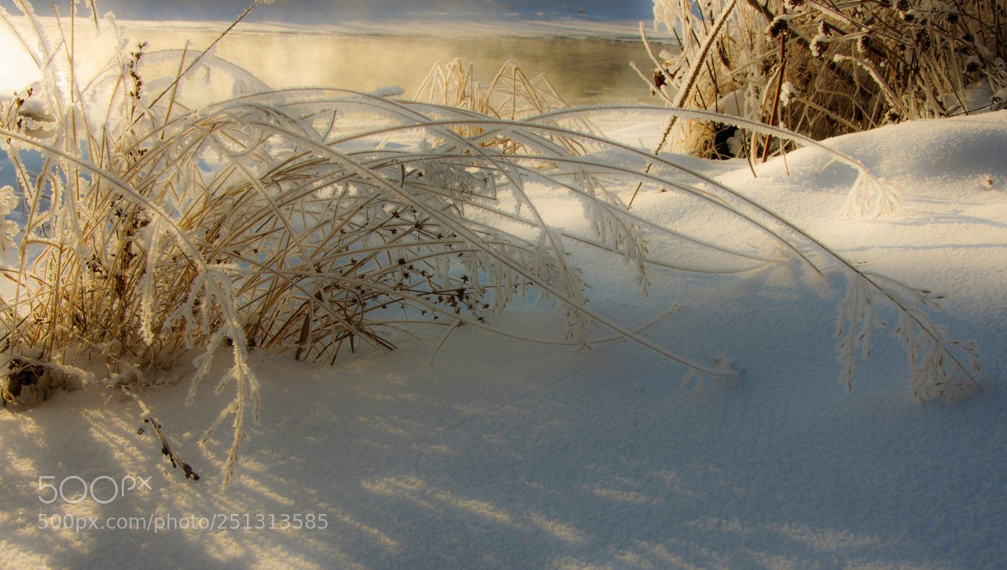 Nikon D90 sample photo. * photography