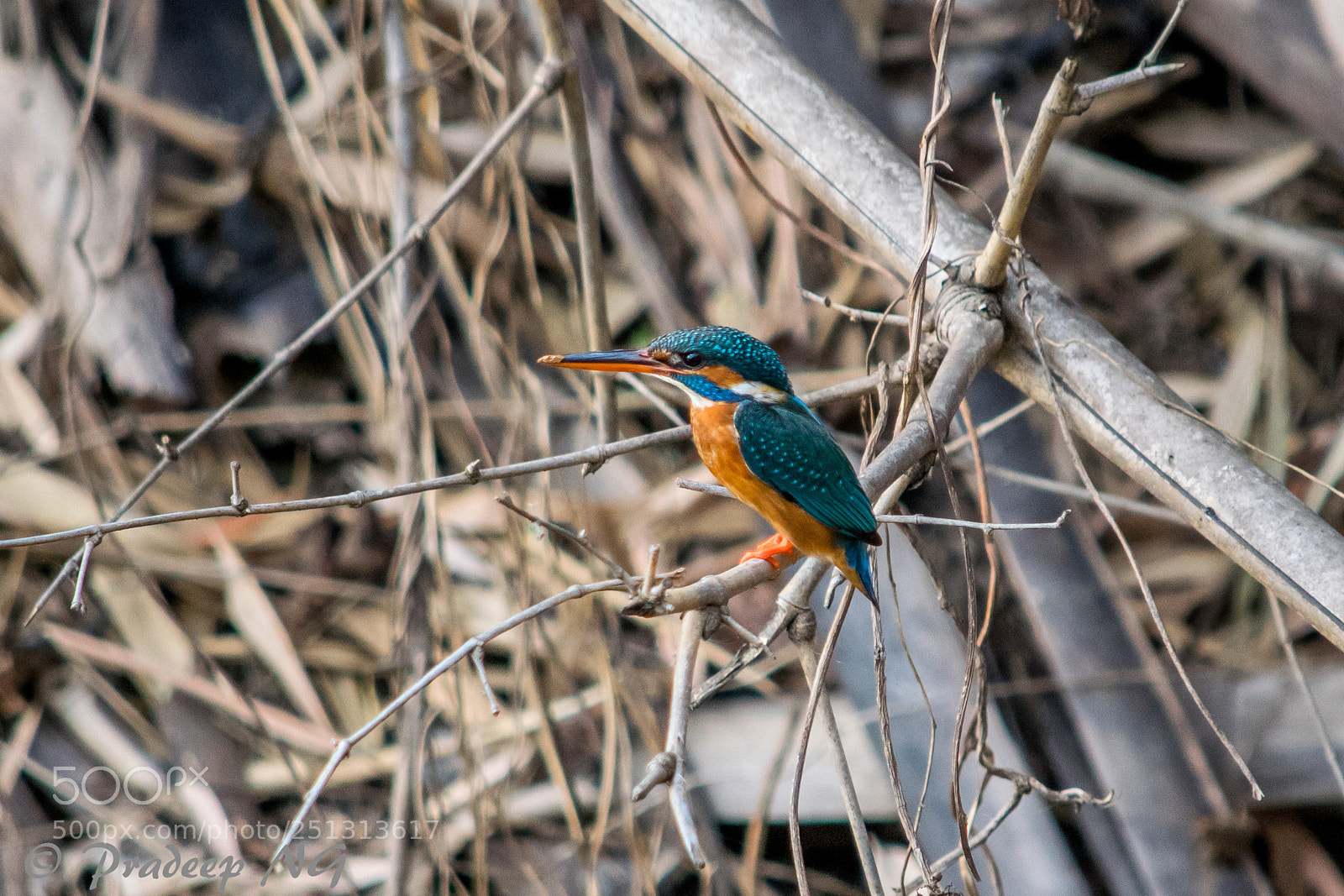 Nikon D3300 sample photo. Common kingfisher photography