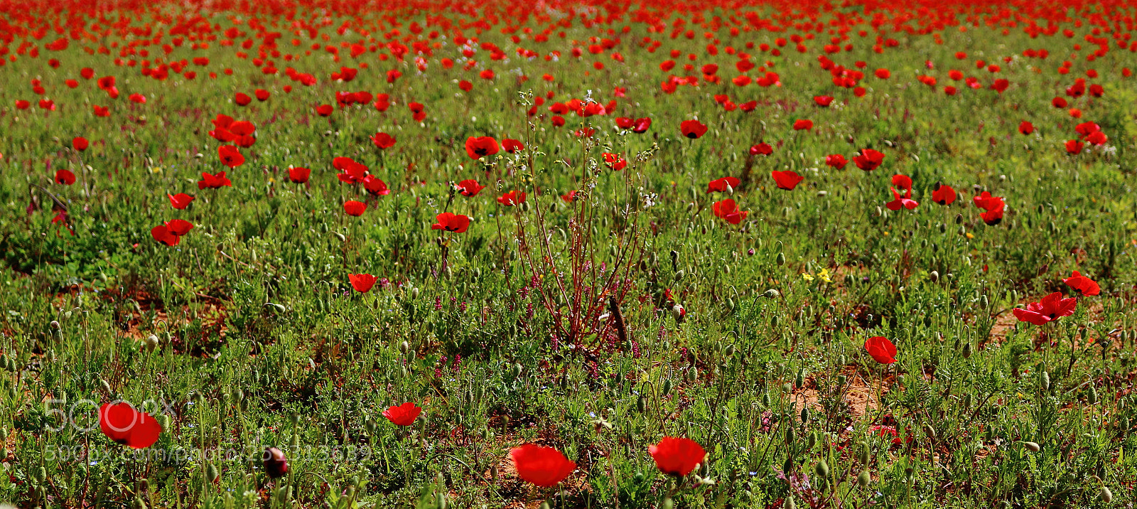 Canon EOS 700D (EOS Rebel T5i / EOS Kiss X7i) sample photo. Red and green. photography