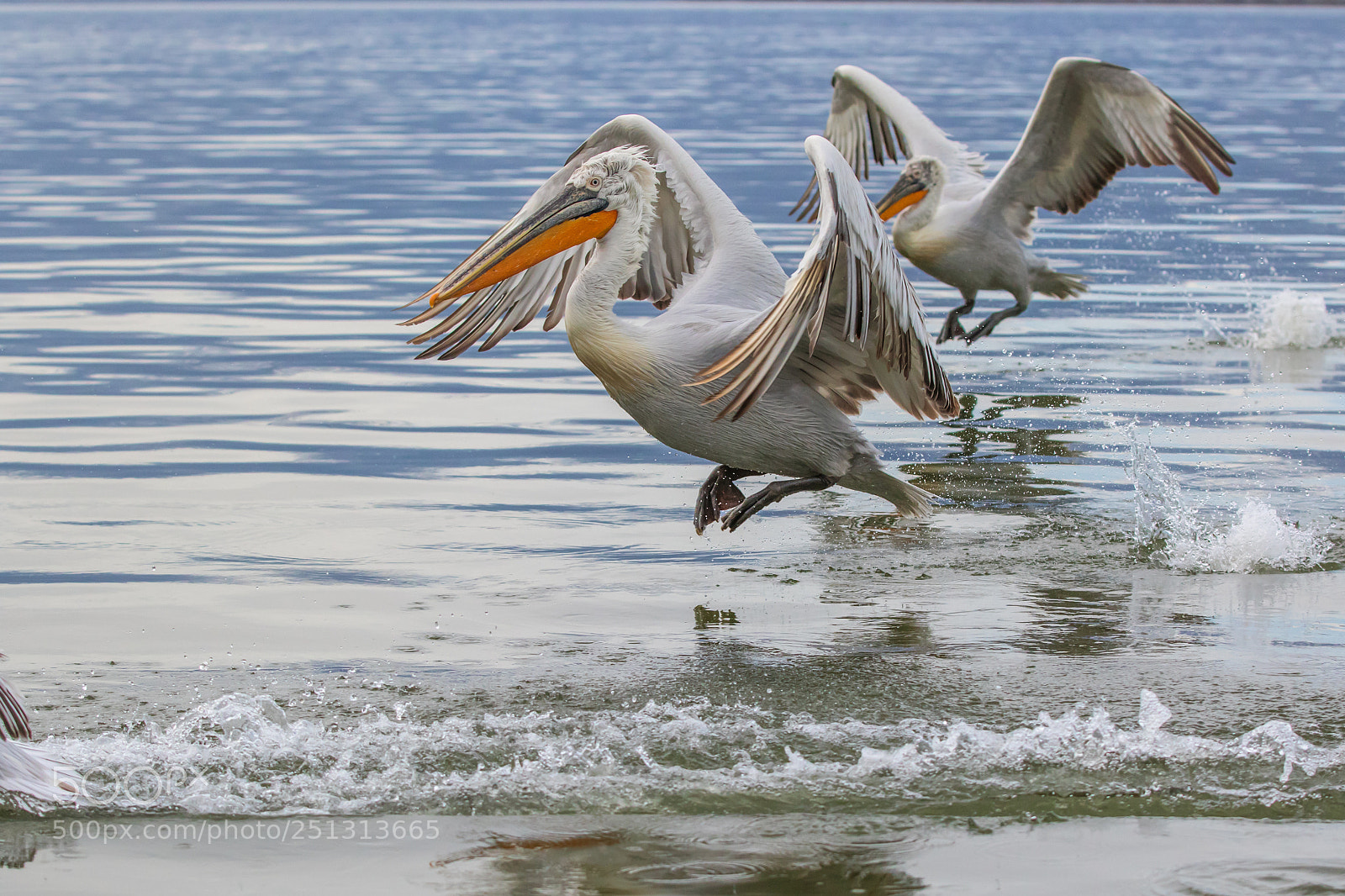 Canon EOS 7D Mark II sample photo. Landing photography