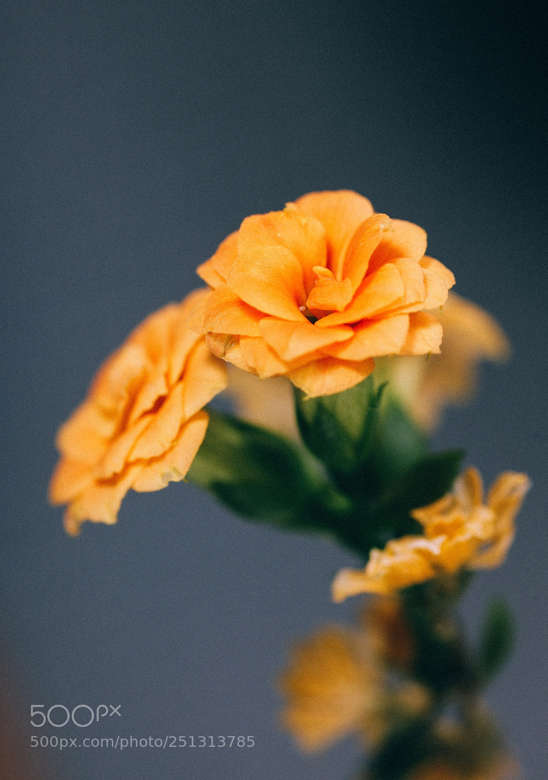 Canon EOS-1Ds Mark III sample photo. Wx photography