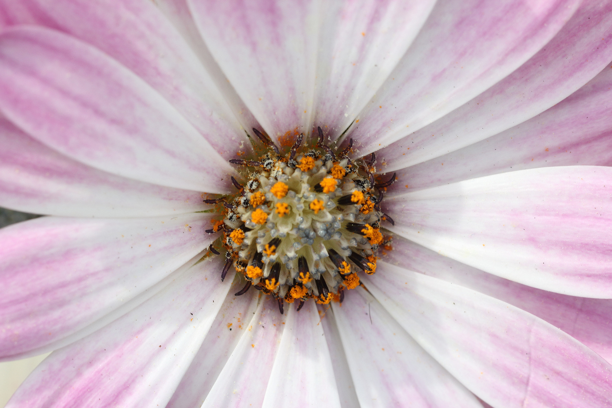 Canon EF 100mm F2.8 Macro USM sample photo. Coneflower photography