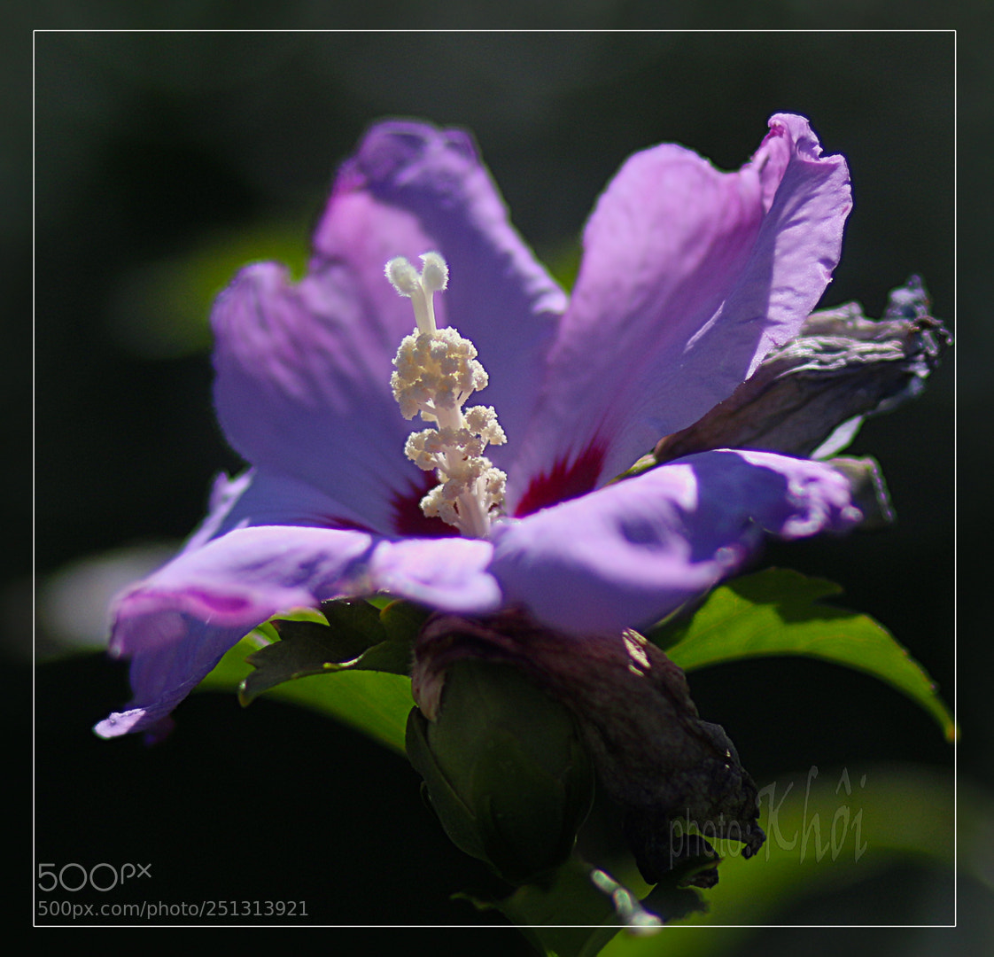 Canon EOS 70D sample photo. Morning light photography