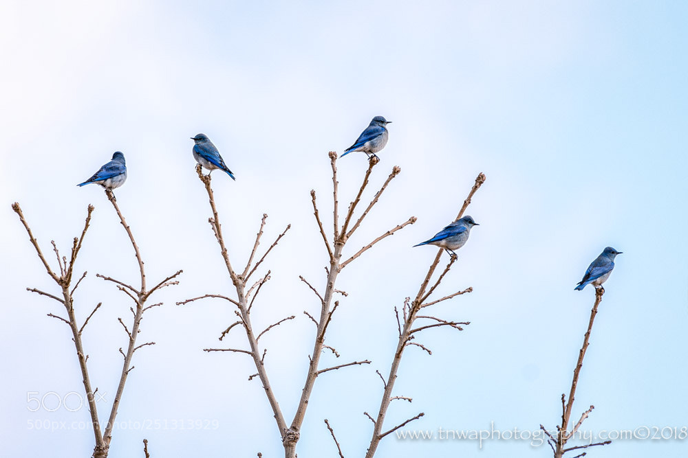 Nikon D500 sample photo. Mountain bluebirds of happiness photography