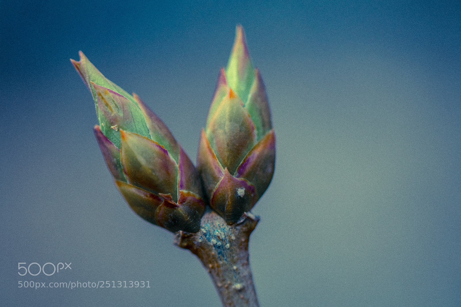 Canon EOS 80D sample photo. Spring photography