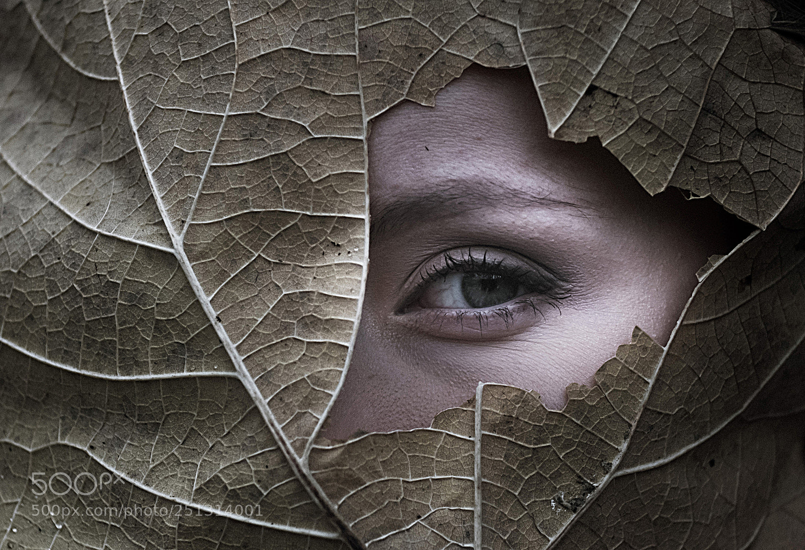 Fujifilm X-E2 sample photo. Leaves eyes photography