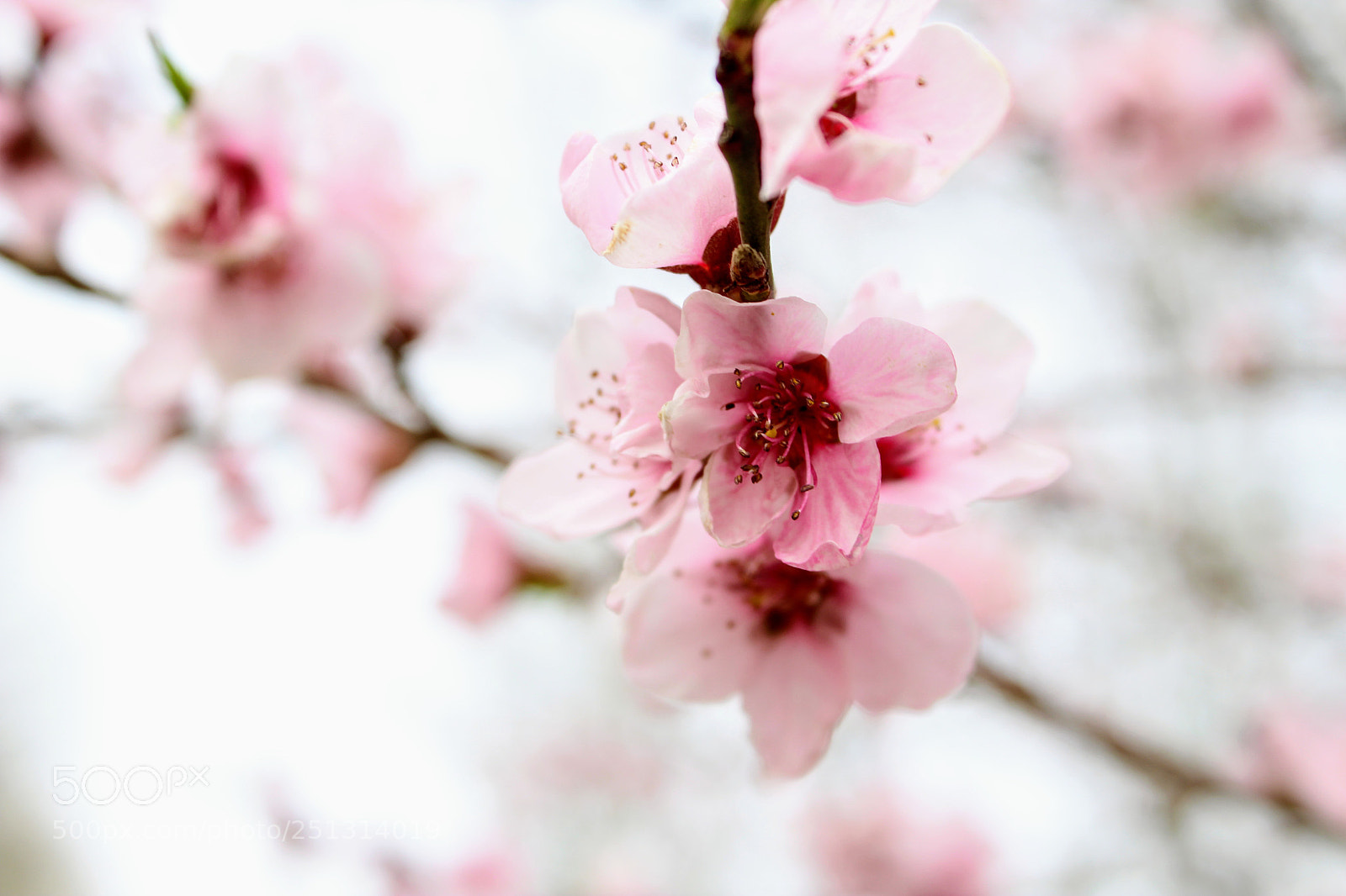 Canon EOS 1300D (EOS Rebel T6 / EOS Kiss X80) sample photo. Spring blooms photography