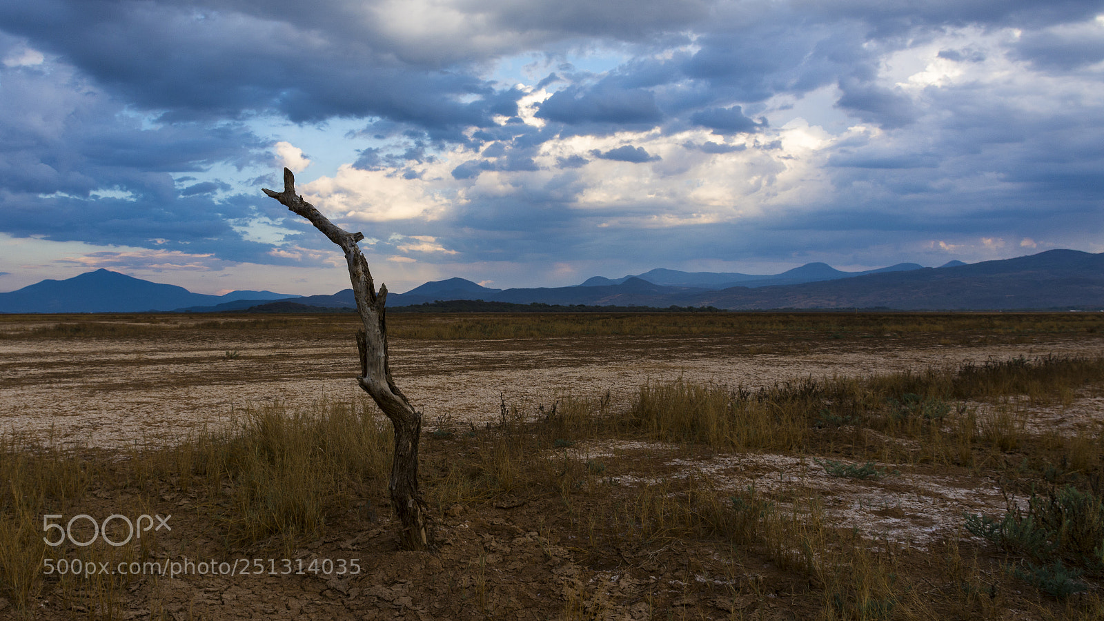 Nikon D7100 sample photo. Dead tree on the photography
