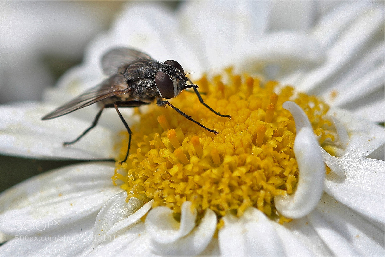Canon EOS 60D sample photo. Fly polinizing photography