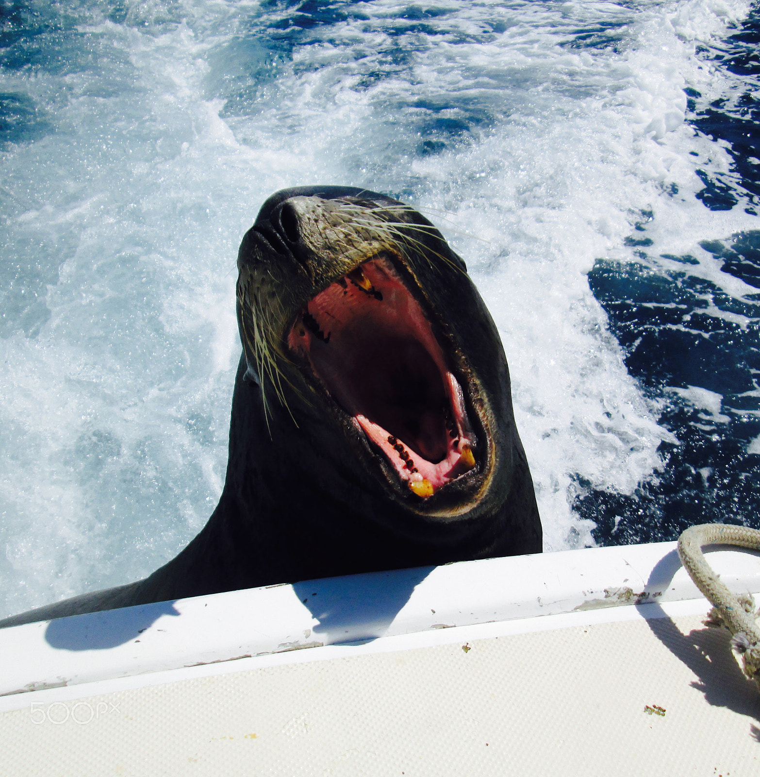 Canon PowerShot A3400 IS sample photo. Sea lion stowaway photography