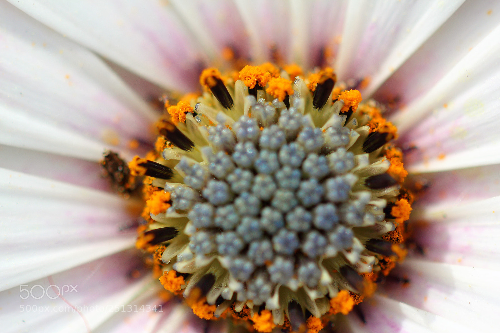 Canon EOS 60D sample photo. Macro photography