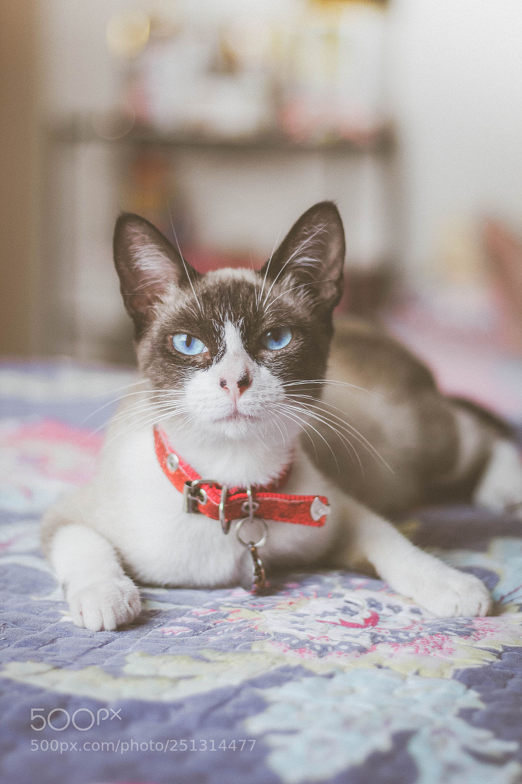 Canon EOS 1300D (EOS Rebel T6 / EOS Kiss X80) sample photo. Cat photography
