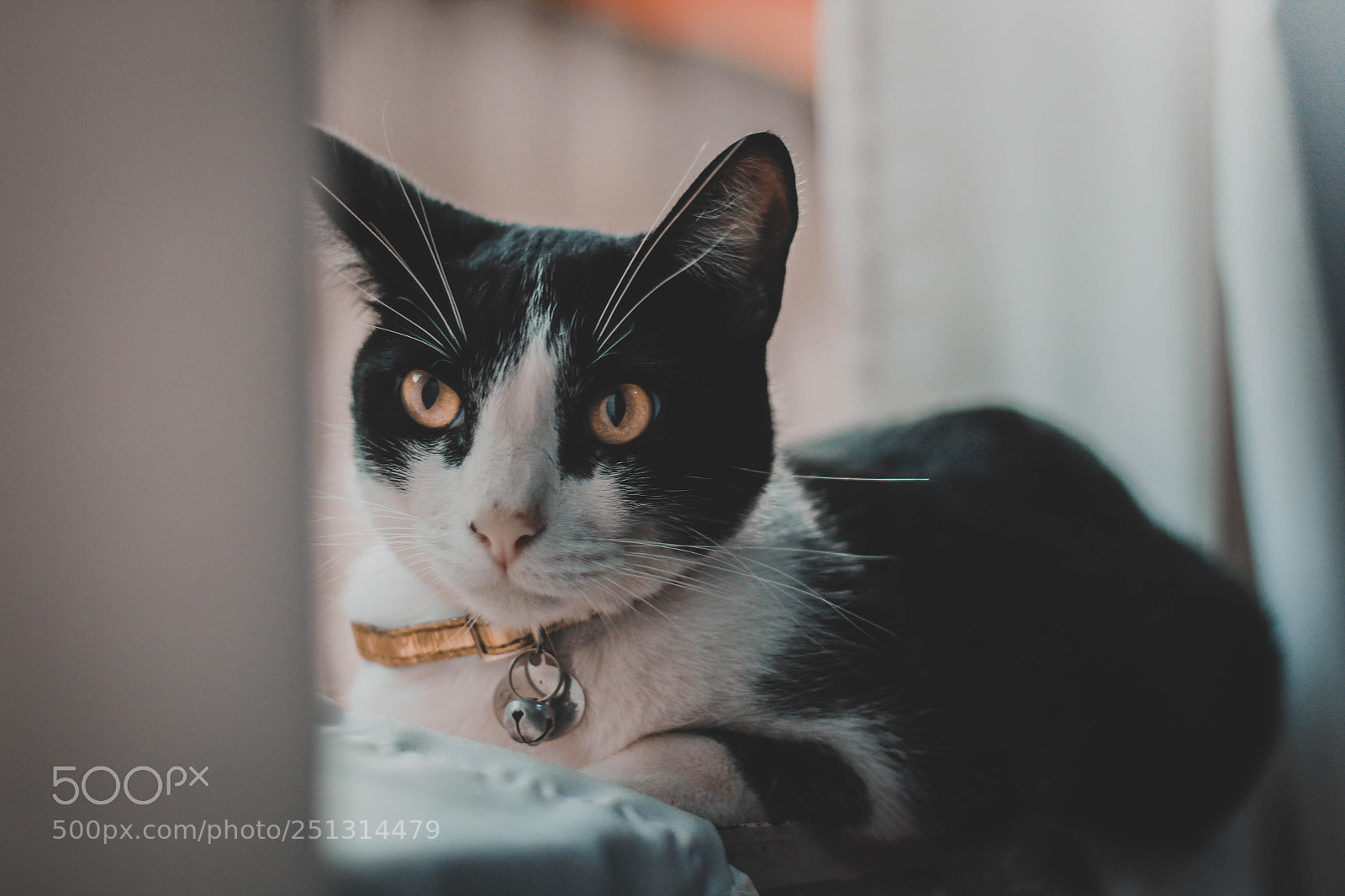 Canon EOS 1300D (EOS Rebel T6 / EOS Kiss X80) sample photo. Cat photography
