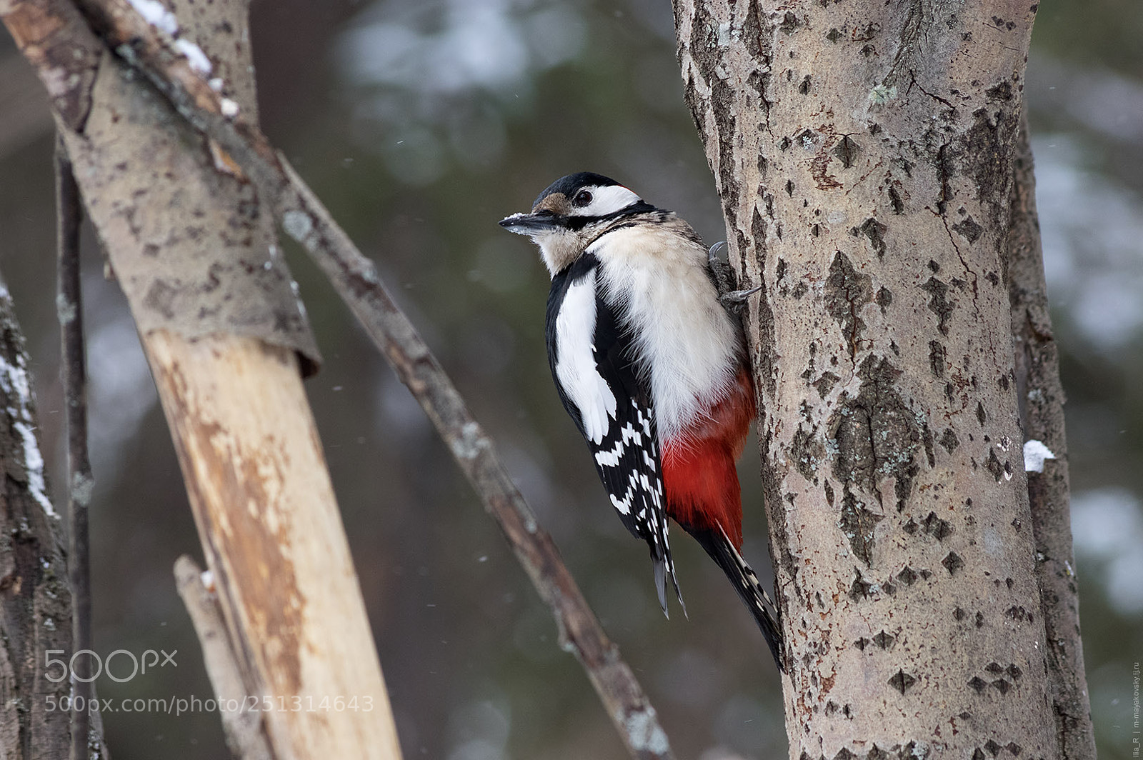 Pentax K-3 II sample photo. Woodpecker photography